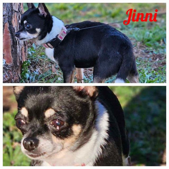 Photo de Jinni