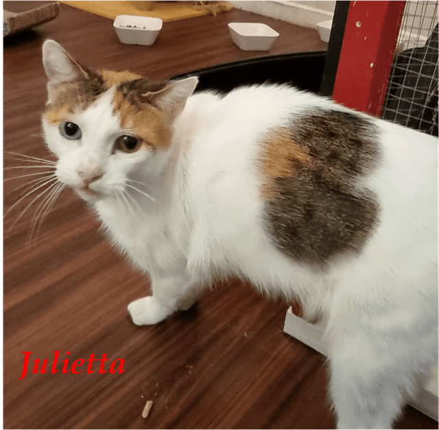 Photo de Julietta