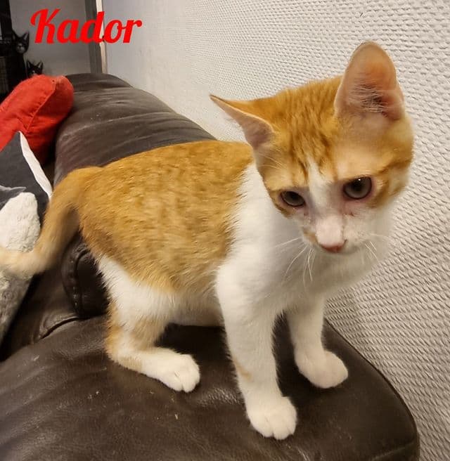 Photo de Kador