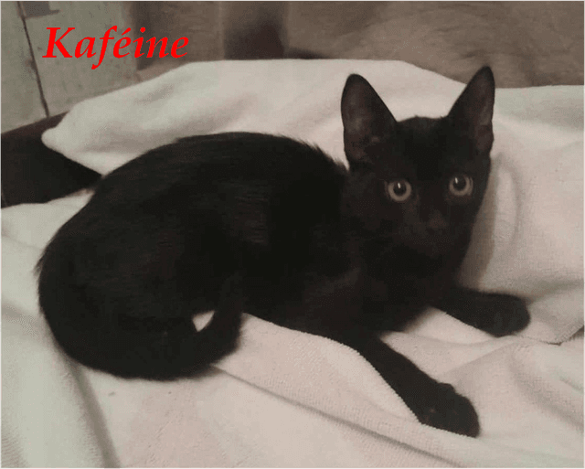Photo de Kaféine