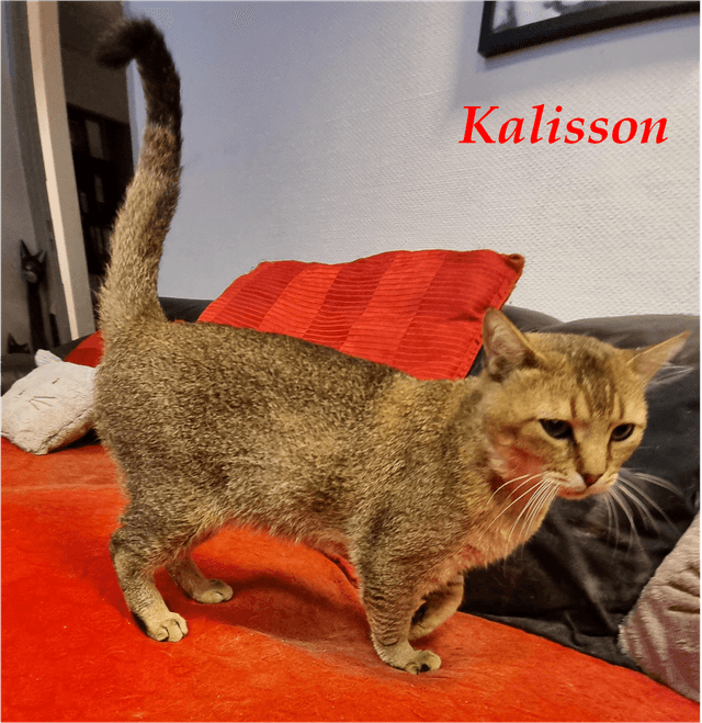 Photo de Kalisson