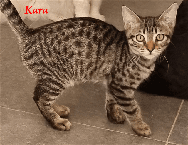 Photo de Kara