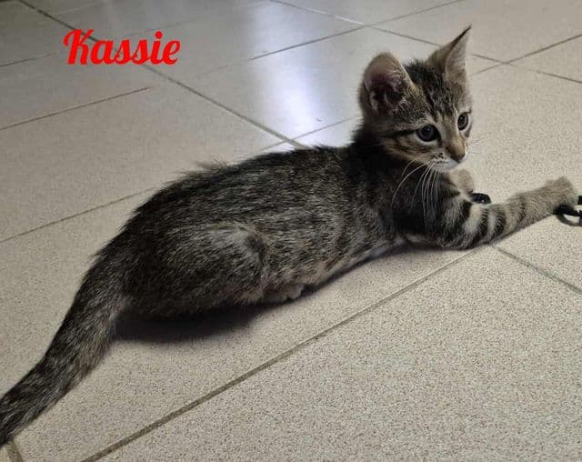 Photo de Kassie
