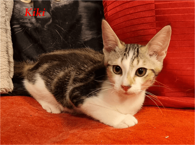 Photo de Kiki