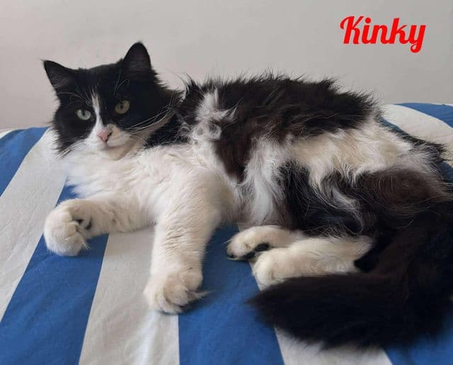 Photo de Kinky-2