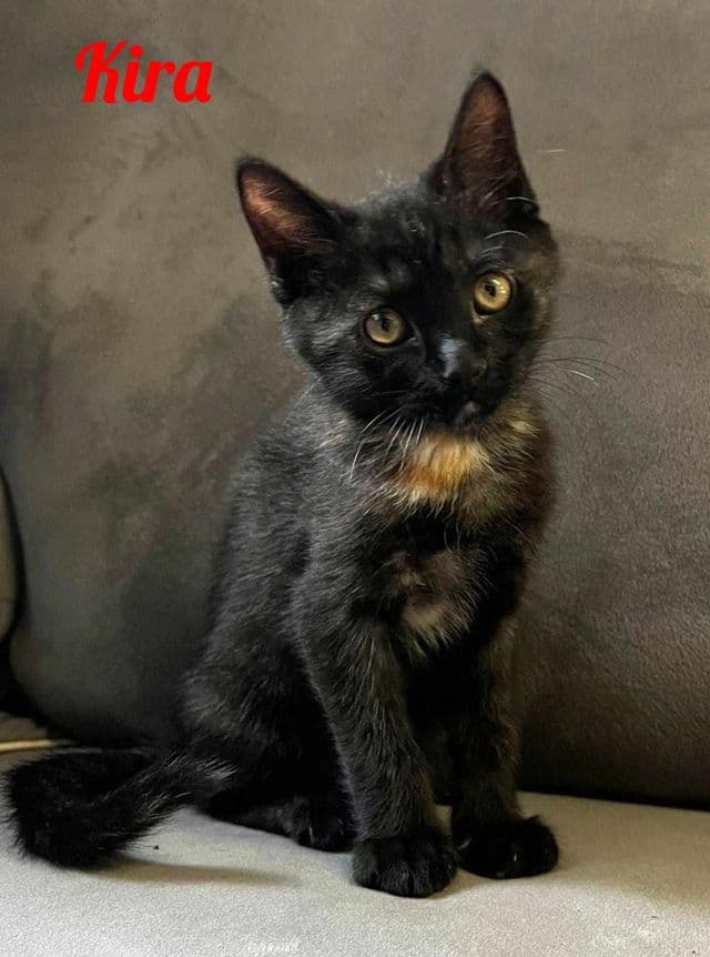 Photo de Kira