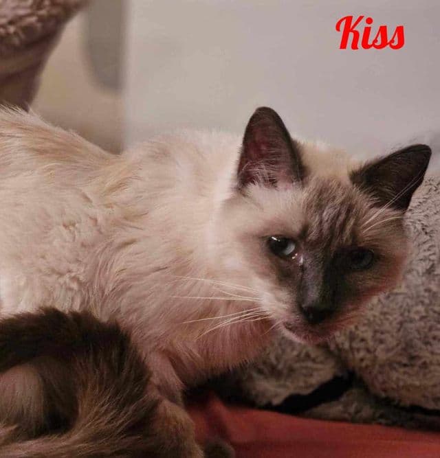Photo de Kiss-2-chez-mélo