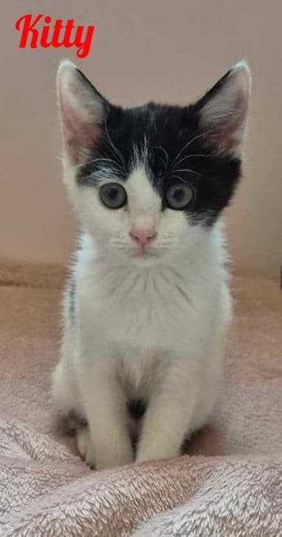 Photo de Kitty
