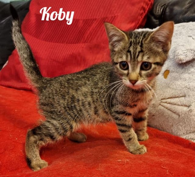 Photo de Koby