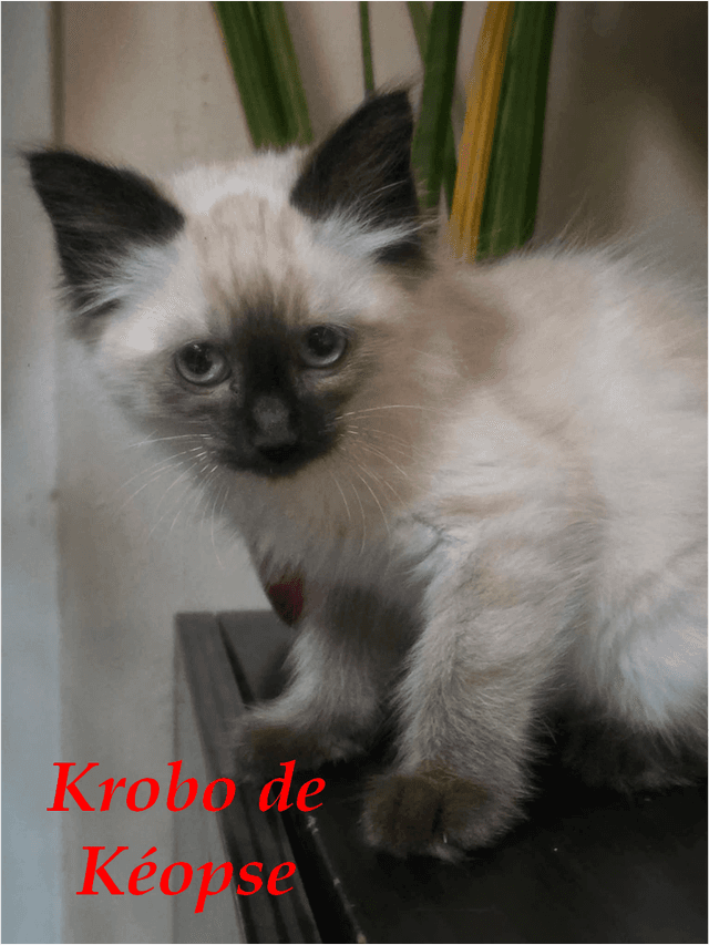 Photo de Krobo