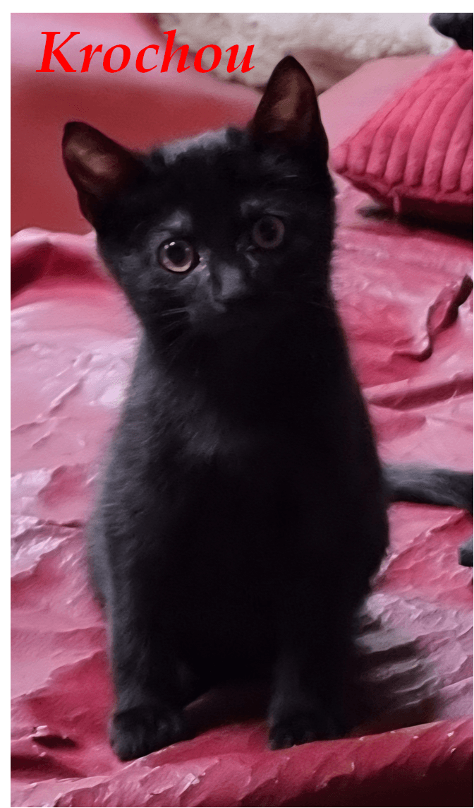 Photo de Krochou
