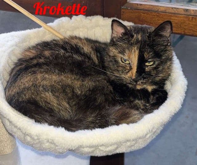Photo de Krokette