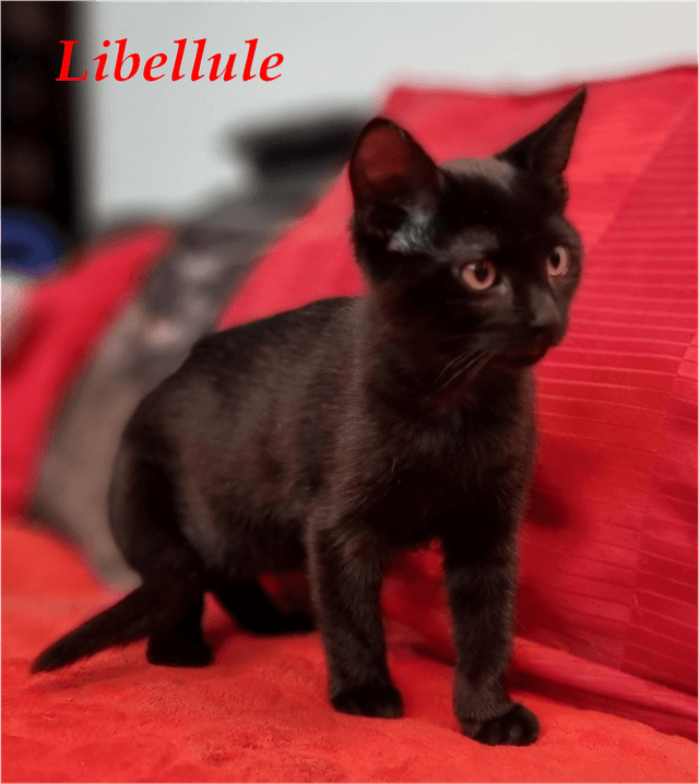 Photo de Libellule