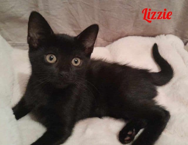 Photo de Lizzie