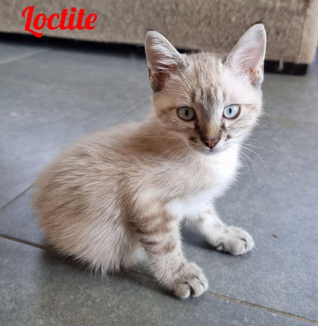 Photo de Loctite