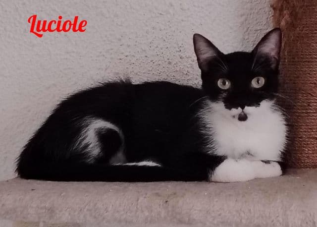 Photo de Luciole
