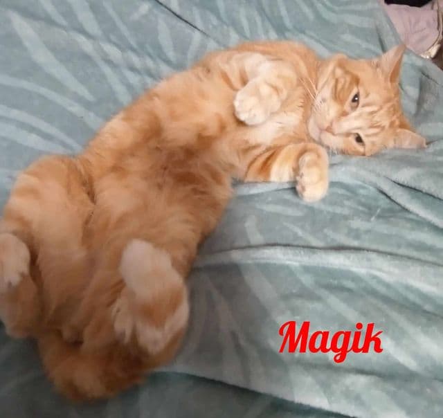 Photo de Magik
