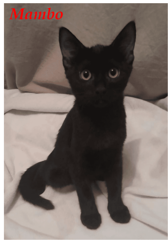 Photo de Mambo 2.jpg