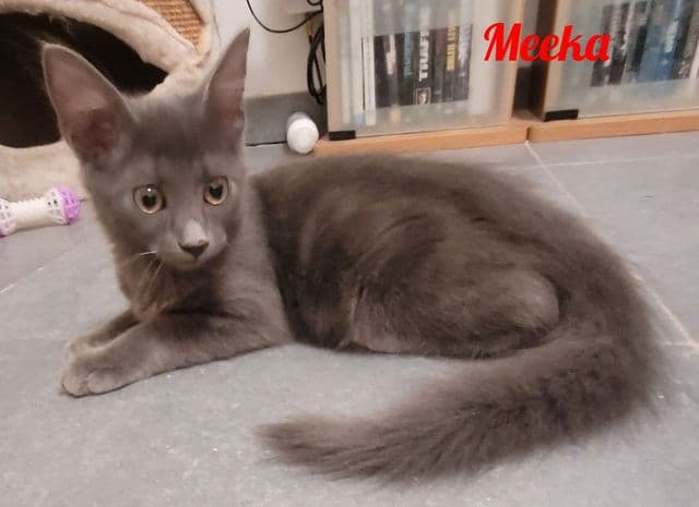Photo de Meeka