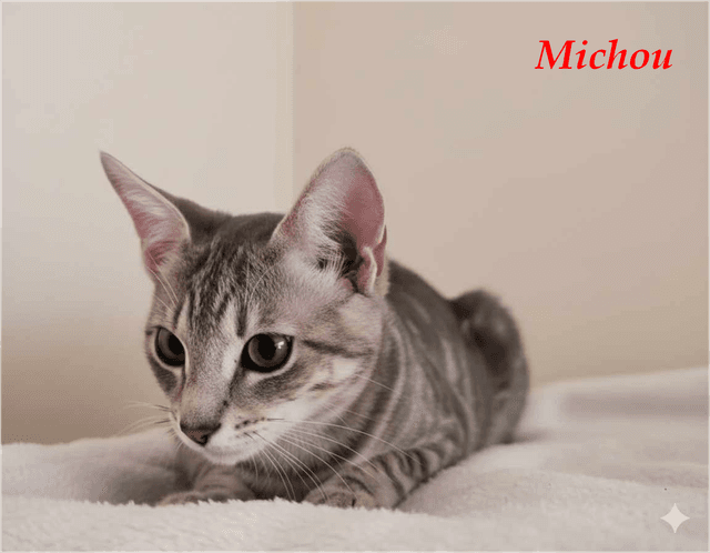 Photo de Michou