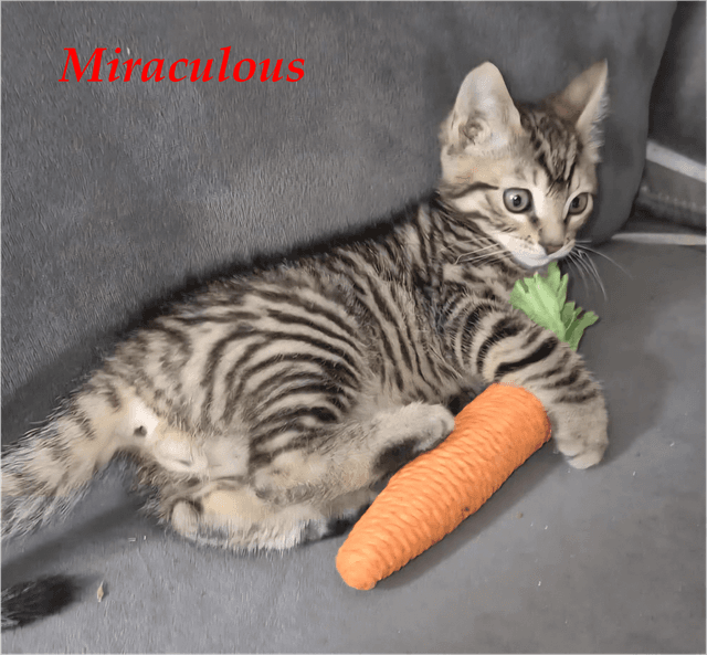 Photo de Miraculous