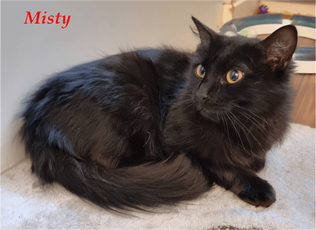Photo de Misty