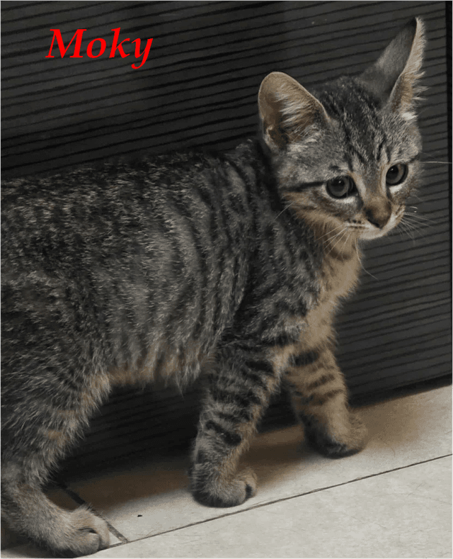Photo de Moky