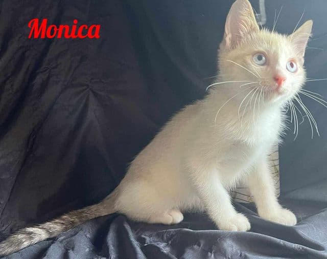 Photo de Monica