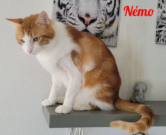 Photo de Némo