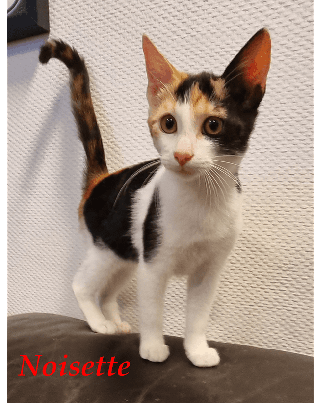 Photo de Noisette