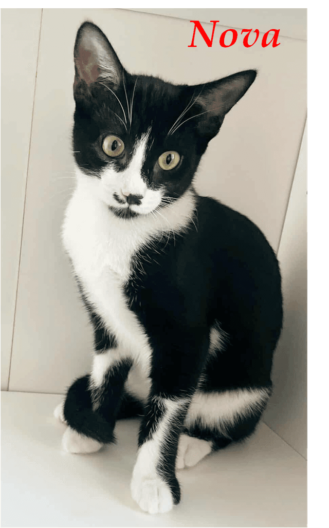 Photo de Nova