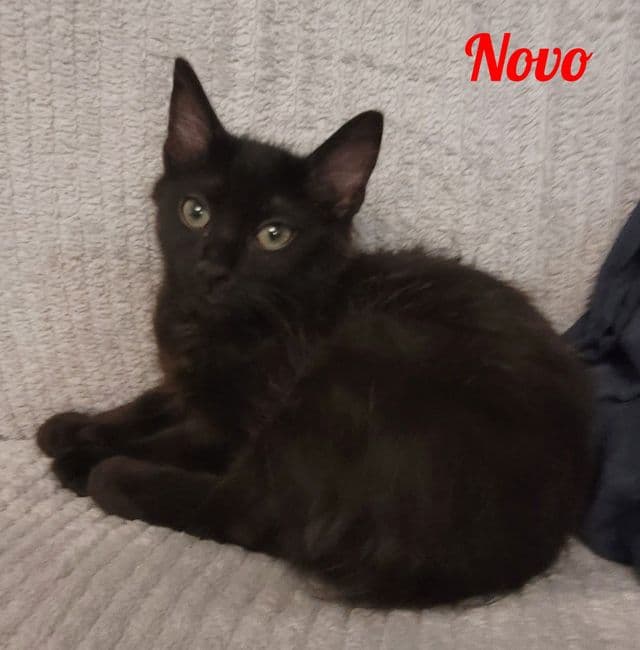 Photo de Novo