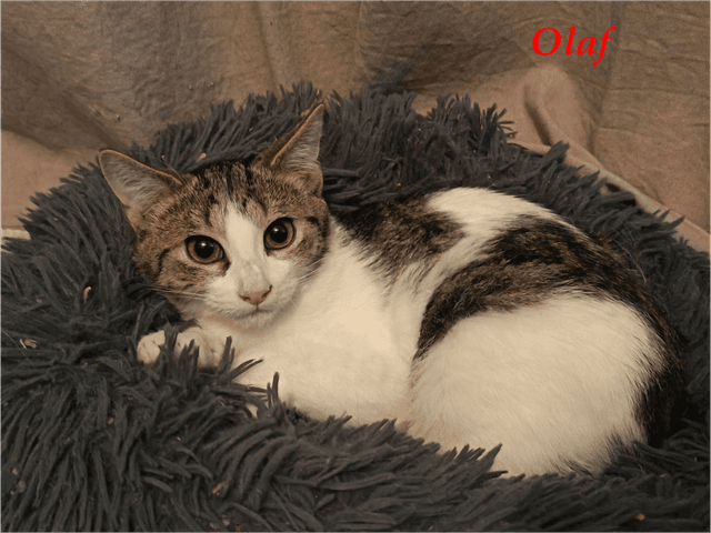 Photo de Olaf