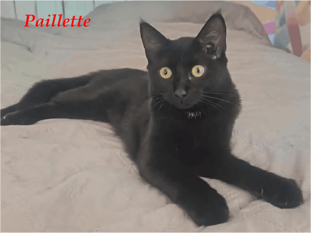 Photo de Paillette