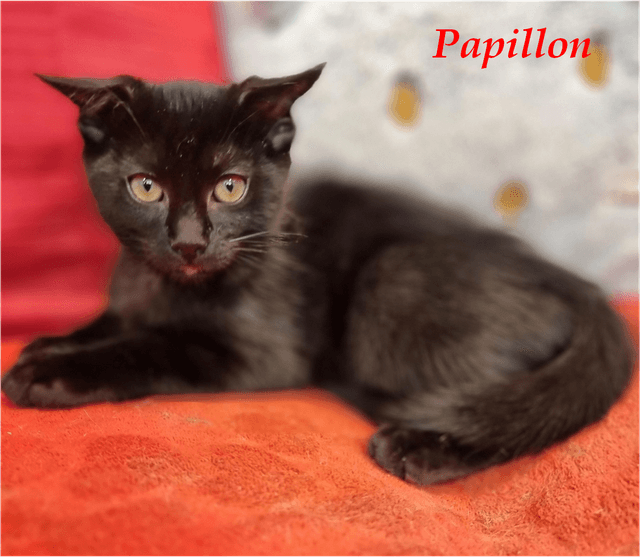 Photo de Papillon