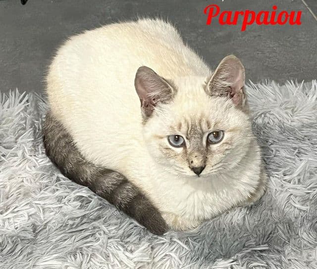 Photo de Parpaiou