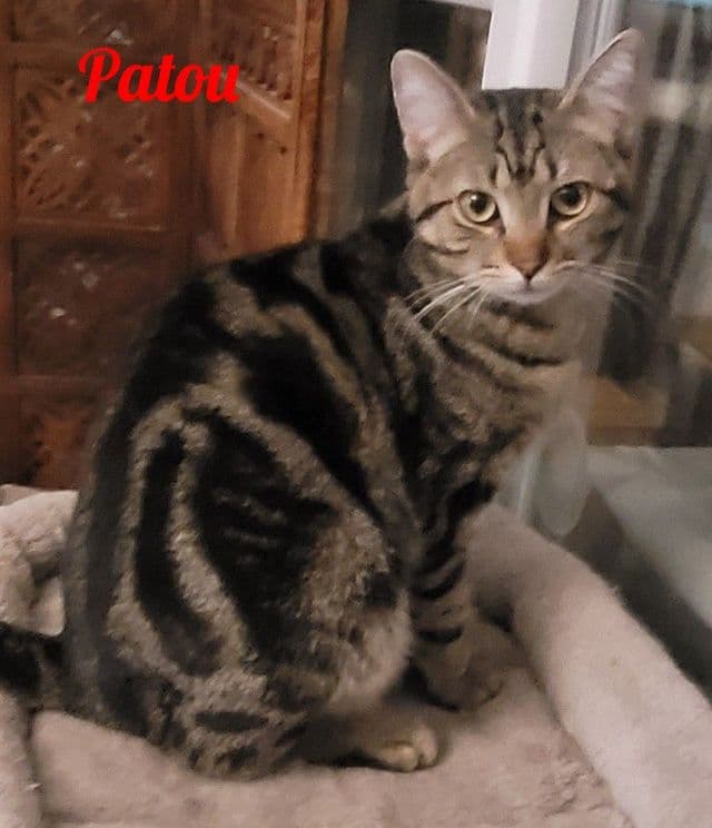 Photo de Patou