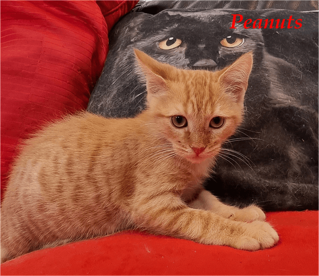 Photo de Peanuts