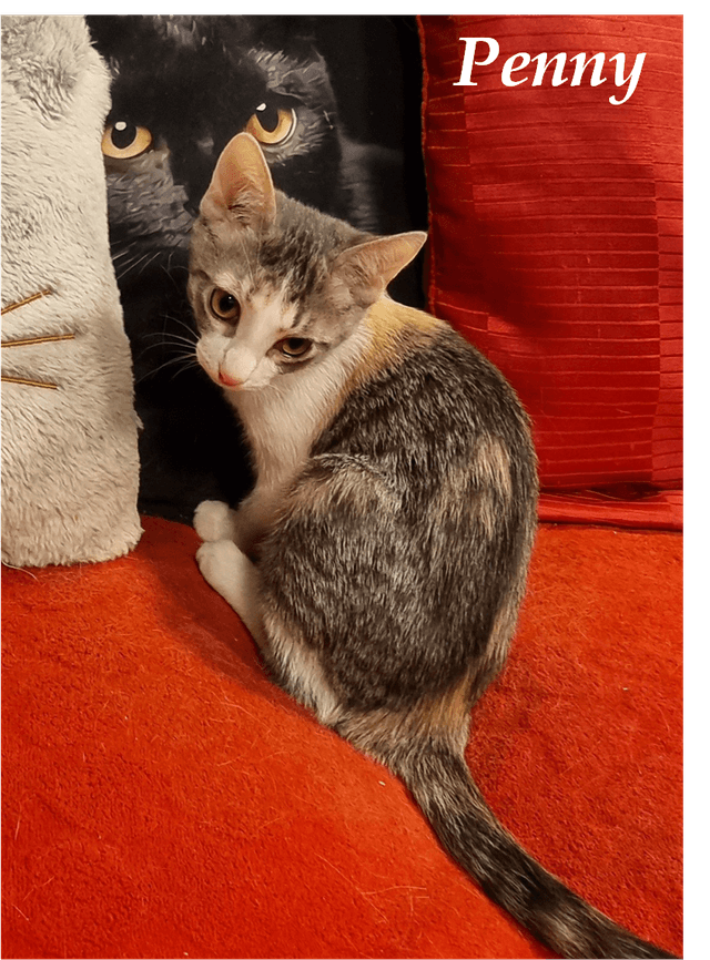 Photo de Penny