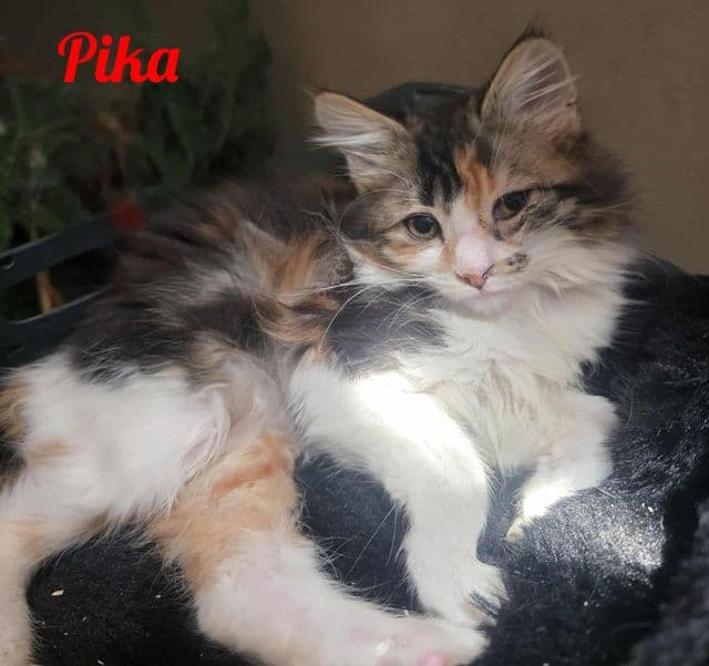 Photo de Pika