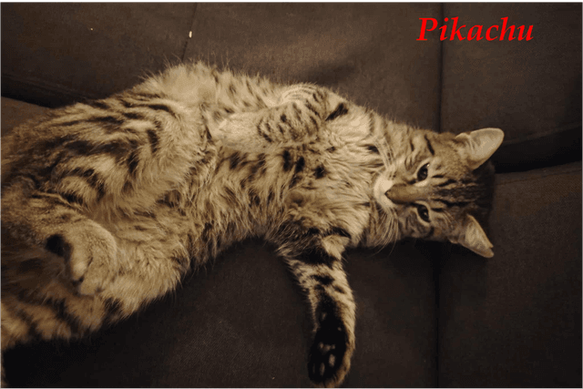 Photo de Pikatchu