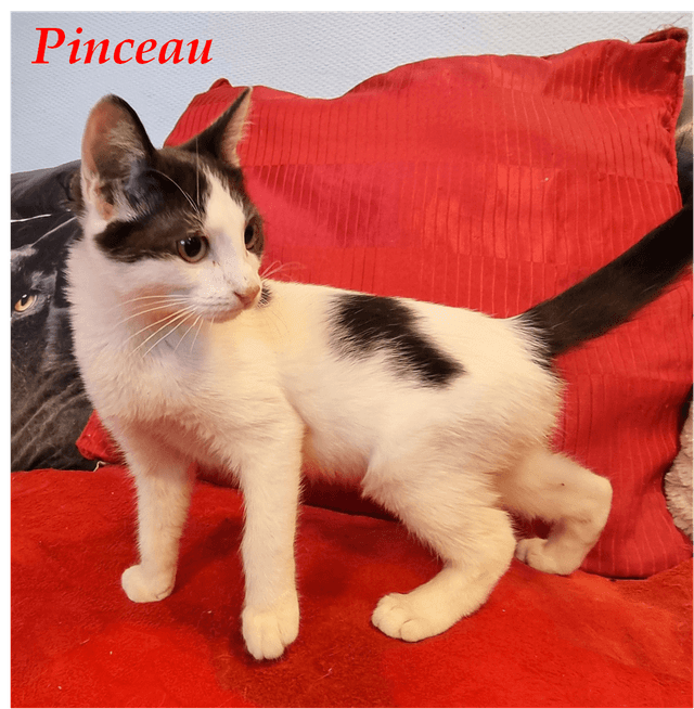 Photo de Pinceau