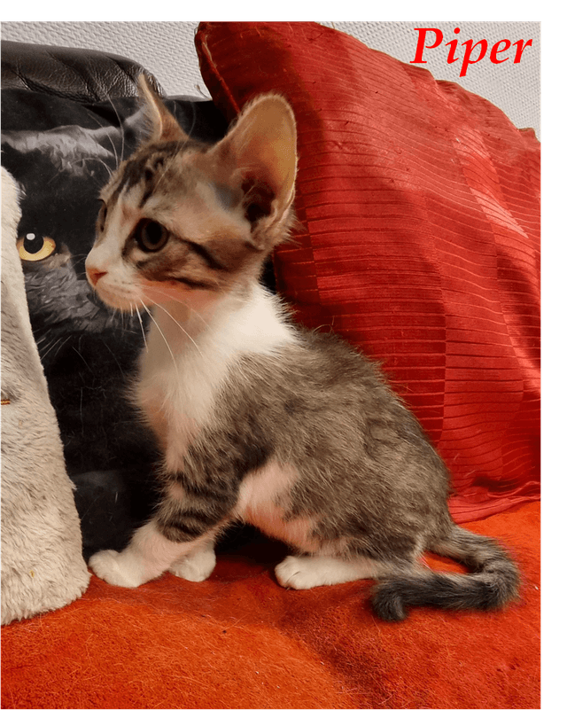 Photo de Piper