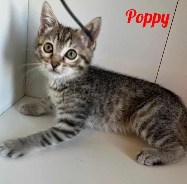 Photo de Poppy