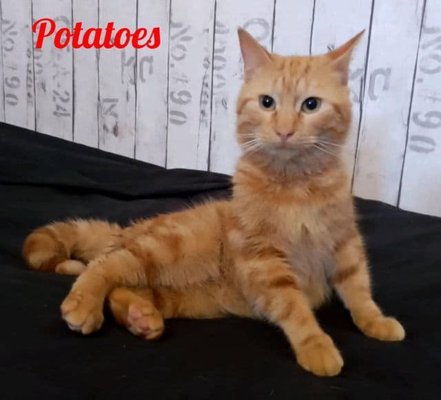 Photo de Potatoes-2