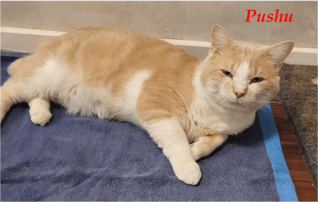 Photo de Pushu