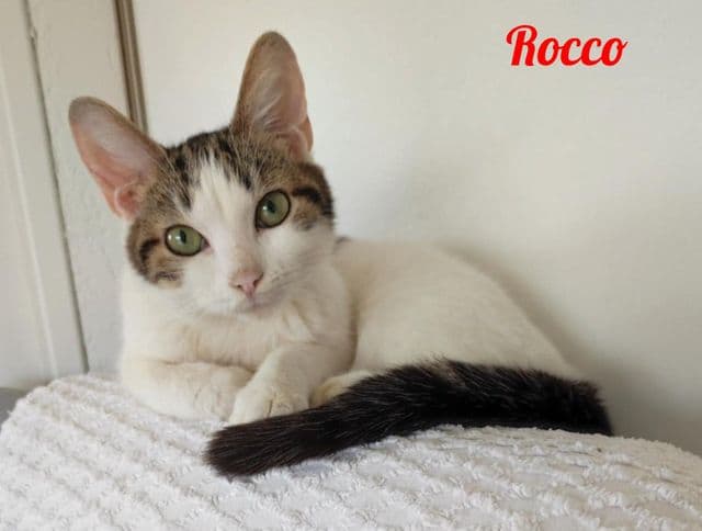 Photo de Rocco-2