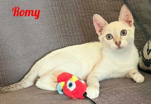 Photo de Romy-2