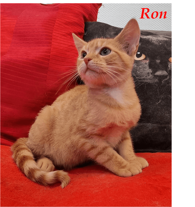 Photo de Ron
