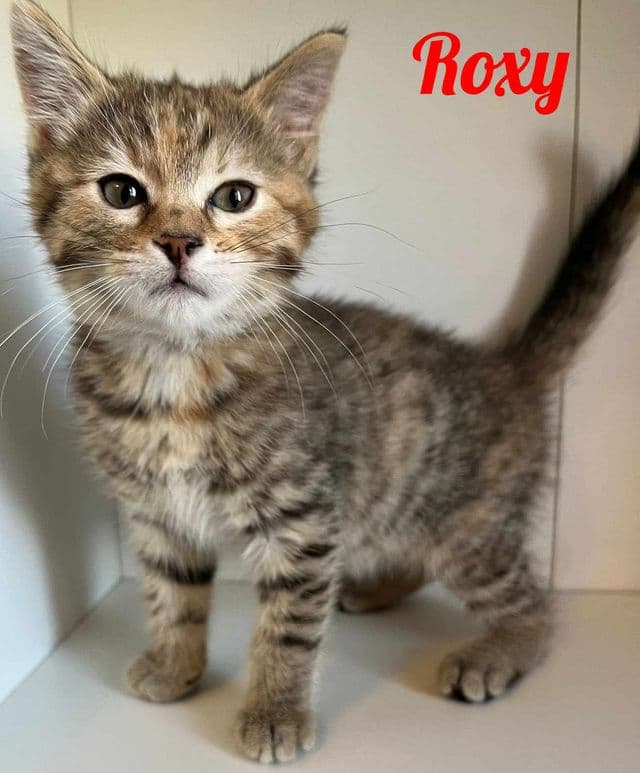 Photo de Roxy